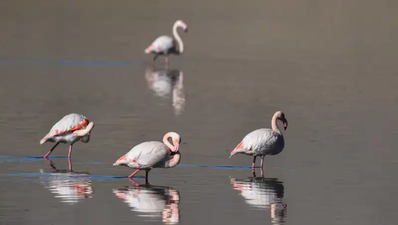 Kuş Cenneti Kuraklığın Pençesinde: Flamingoların Dramı