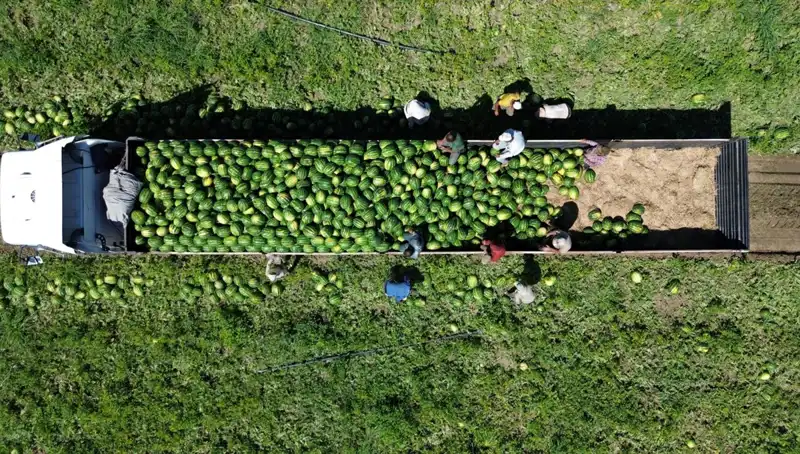 Bafra Ovası'nda Rekor Karpuz Hasadı Bekleniyor: 94 Bin 500 Ton!