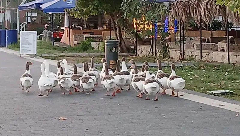Kazlar Denizde Yüzdükten Sonra Neden Kümese Kapandı?