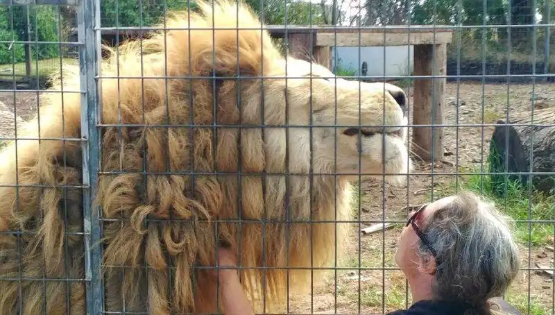 Avustralya'da Kafesin İçinden Gelen Şok: Aslan Kadının Kolunu Kapıyor