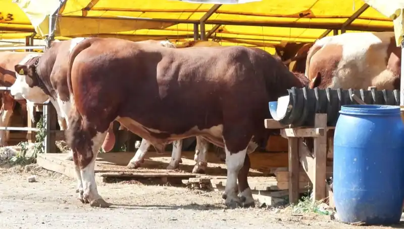 Kurban Pazarlarında Beklenmedik Hareketlilik: Nedenleri ve Sonuçları