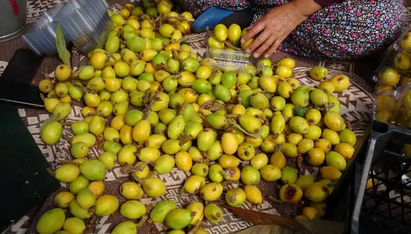 Muşmula Hasadı Zamanı: Kilosu 150 TL Olunca Ne Olacak?