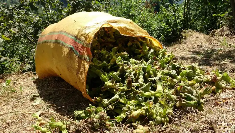 Giresun'da Fındık Hasadında Beklentiler ve Zorluklar Neler?