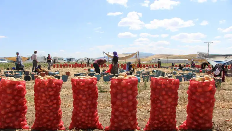 Amasya Elmasının Avrupa ve Rusya'ya İhracı: Tatlı Bir Başarı Hikayesi