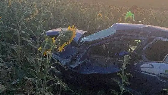 Hayvanlar mı Yoksa İnsanlar mı Sorumlu? Otomobil Ayçiçeği Tarlasına Devrildi!