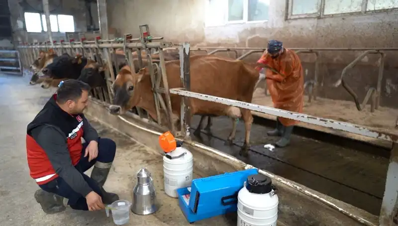 Türkiye'nin Tarımında Devrim: Jersey Sperması ile Hayvancılıkta Yeni Bir Dönem