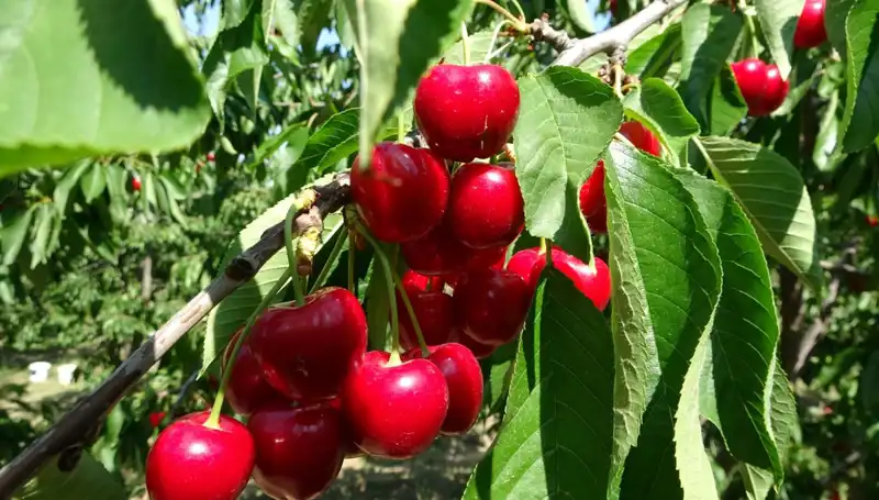 Çay Hasat Sezonu Açıldı: Çay Bardaklarına Sığmayan Bereket!