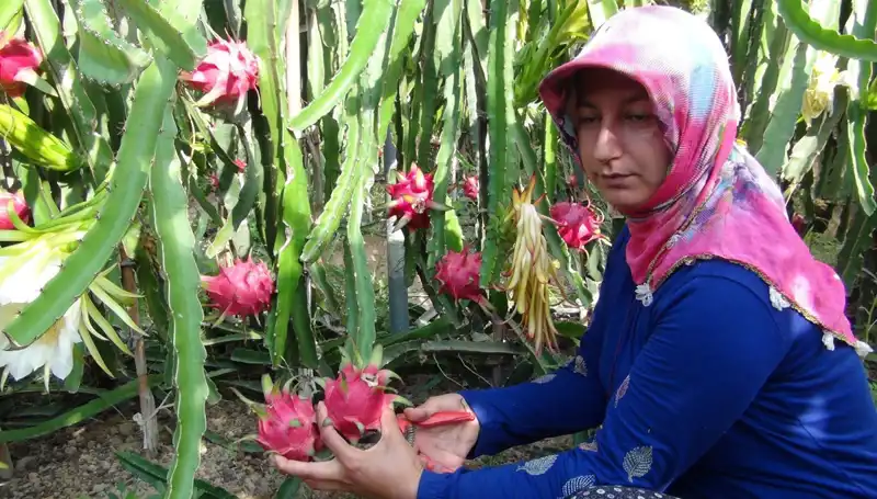 Emekli Oldu, Pitaya Üretimine Yöneldi: Kilosu 200 TL!