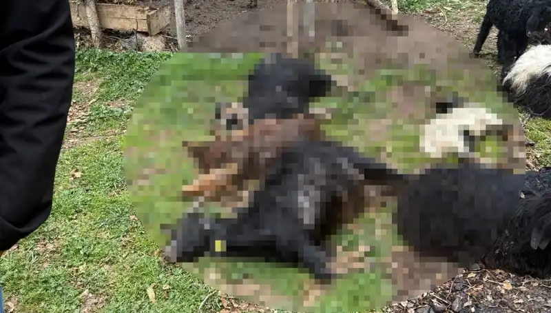 Sahipsiz Köpekler, 18 Keçiyi Telef Etti: Köydeki Endişeler Arttı!