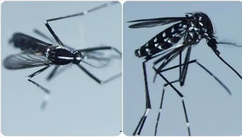 Chikungunya Virüsü: Belirtileri ve Etkisi Hakkında Bilmeniz Gerekenler