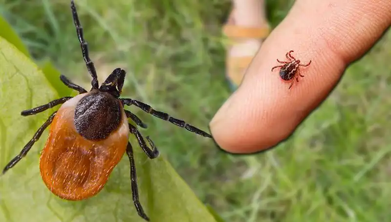 Kene Isırması Tehlikesine Dikkat! Uzmanlardan Kritik Önlemler
