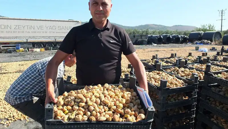 Balıkesir'de Hasat Coşkusu: Çin ve Rusya'ya İhracat Kapıları Açıldı