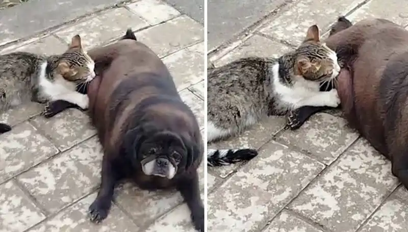 Erzurum Sokaklarında Sıradışı An: Bir Köpek ve Kedinin Duygusal Bağlantısı