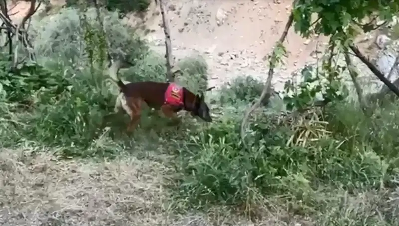 Esrarengiz Dere Kenarı: Dedektör Köpeklerle Bulunan Uyuşturucu Stoku