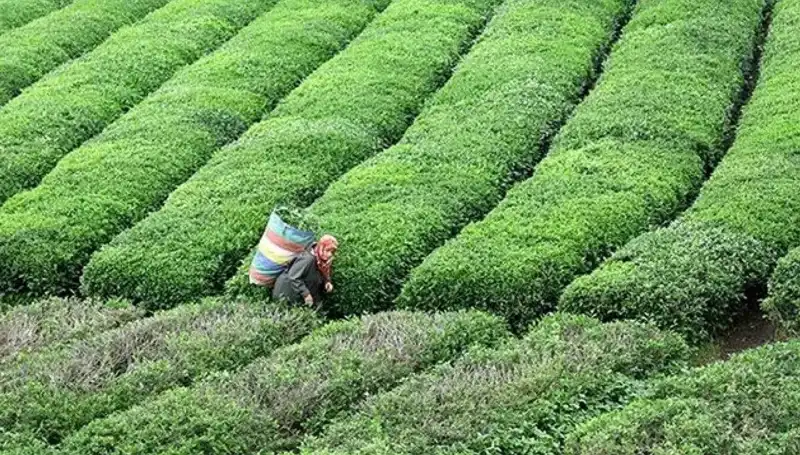 ÇAYKUR Bayramda Yaş Çay Alımına Devam Ediyor: Çiftçilerin Beklentileri Neler?