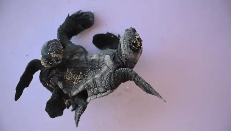 Görenleri Şaşkına Çeviren Siyam İkizi Caretta Carettaların Hikayesi
